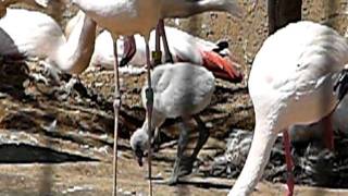 フラミンゴの雛の軽快なステップ。Baby Greater Flamingo.Funky dance.