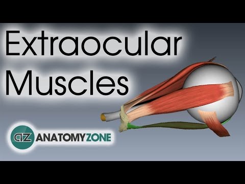 Are eyeballs muscle?