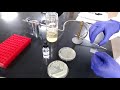 Catalase Test Procedure