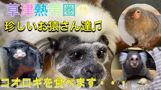 ピグミーマーモセットやムネアカタマリンなど動物園でも珍しいお猿さん達がコオロギを食べます！！　Rare small monkeys eat crickets