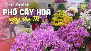 Phố cây hoa ngày cận Tết | Nhịp sống Hà Nội