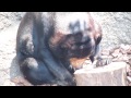 マレーグマのキョウコ「夏は氷玉よ」（マレーグマ）＠上野動物園 dscn9630