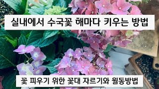 실내에서 🌸수국꽃 피우는 방법과 꽃대 자르는 법(Hydrangea)