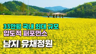 [33만평 남지 유채정원] 국내 최대 넓이와 압도적 퍼포먼스를 선보이는 낙동강 남지 유채정원이 활짝 만개하였습니다