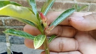 Resultados de los injertos en V - ADENIUM ( Rosa / flor del desierto)