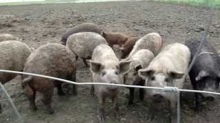 Mangalitsa Pigs - Mangalica Schwein Mangalitza Mangaliza Pigs in Austria, Burgenland