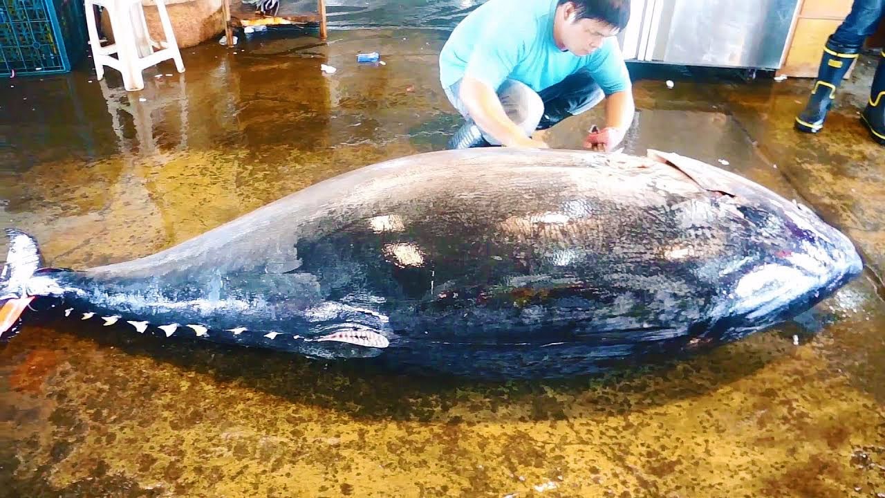 500kg Giant Bluefin Tuna Cutting For Sashimi Youtube