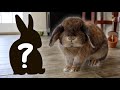 Getting a Second Rabbit?