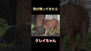 雨が降ってきたら秘密基地で雨宿りするクレイちゃん(とべ動物園ライオンクレイ)