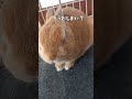 【うさぎカフェ】もうおしまい・・・！？　 shorts bunny うさぎ うさぎカフェ