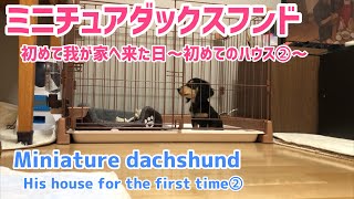 子犬を飼った日！初めてのハウス② ミニチュアダックスフンド！