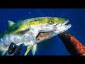 Tips for spearfishing Yellowtail Kingfish