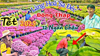 Tết 2025 : Làng Hoa Sa Đéc Rộn Ràng Cúc Mâm Xôi Hàn Quốc Phục Vụ Xuân Ất Tỵ