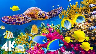 The Ocean 4K - Beautiful Coral Reef Fish in Aquarium, Sea Animals for Relaxation (4K Video Ultra HD)