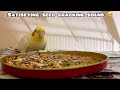 cockatiel eating seeds seed cracking sound cockatiel diet what should you feed your bird