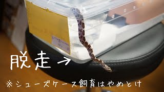 100均のシューズケースでコーンスネークを飼育すると脱走されるのでやめた方がいい