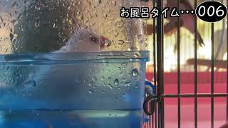 文鳥飼育日記シーズン2第575回目