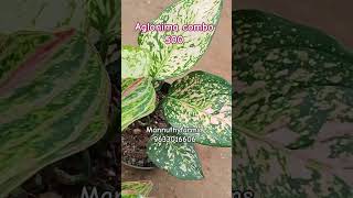 Aglonima combo 500/- Free delivery #plants #mannuthy #Aglonima