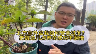 北方户外盆栽植物如何才能安全过冬？把握这几点成功率翻倍！