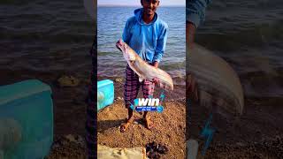 Very Big Wallago attu fish #fishing #trending #viral #wallagofish #viralvideo #fish #shorts #short