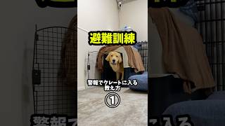 【避難訓練】教え方編① #dog #子犬 #goldenretriever #愛犬 #ゴールデンレトリバー #避難訓練 #トレーニング #しつけ