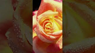 Gorgeous Roses: Most Beautiful \u0026 Relaxing 4k UHD #Rose #Garden Blooms, #ambient music #shorts