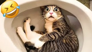 Animals Having a Bad Day | Hilarious Fails & Funny Moments!