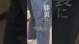 【虫注意/warning🐞】宮崎だからこんなこともある…？