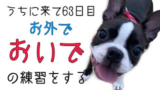 【お散歩】ロングリードを使って、おいでの練習をしてみました bostonterrier