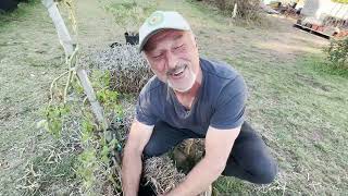 Update on the Tomato Growing in a Decomposing Bale of Straw