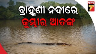 ବ୍ରାହ୍ମଣୀ ନଦୀରେ କୁମ୍ଭୀର ଆତଙ୍କ || Crocodile terror in Brahmani river