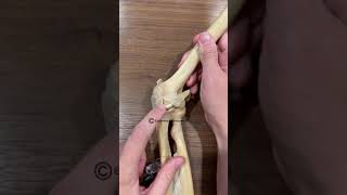 Ulnar Collateral Ligament