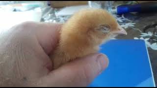 If you hold a chick in your hand it wil fall asleep