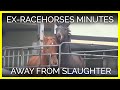 These Horses Are Minutes Away from Being Slaughtered