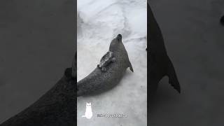 アザラシがこの行動をしたら逃げてください