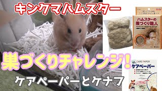 キンクマハムスターのキナちゃんが巣づくりにチャレンジ！