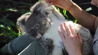 KOALA CUDDLES!