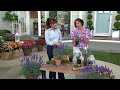 Cottage Farms 3-Piece Layla Presto Blue Lavender Live Plants on QVC