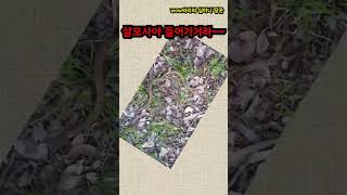 살모사야 들어가거라?? #독사 #뱀 #살모사 #물병 #구멍 #shortvideo #shortsvideo #snake #shorts #short #nature #natural