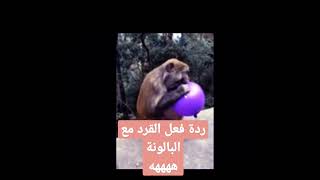 #كوميديا| رد فعل القرد مع البالونة #ههههههه #رياكشن #ردة_فعل