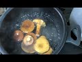 チチタケの下処理です。夏のキノコ 【チチタケ】 栃木ではチタケ lactarius volemus （fr.）fr. ベニタケ科チチタケ属 三軒茶屋のイタリア郷土料理店ペペロッソです。