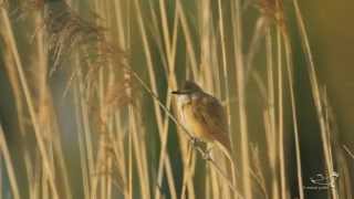 Drosselrohrsänger - Great Reed Warbler - Acrocephalus arundinaceus