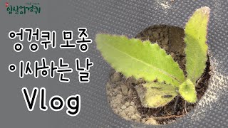 임실 엉겅퀴 모종 심는날 vlog ~ 임실엉겅퀴, 엉겅퀴재배,가시엉겅퀴,엉겅퀴농사~