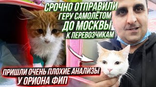 Ориону пришли результаты анализов 🤕Срочно отправили Геру в Москву, что б успеть к отправке в Испанию