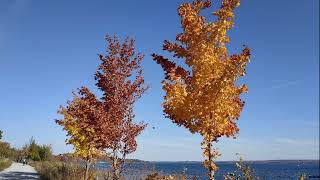 Walk in Barrie in Fall