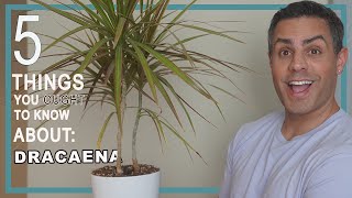 5 Things You Ought To Know About Your Dracaena House Plants. Care, Repot + More!