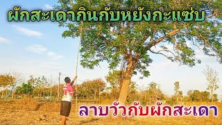 เก็บผักสะเดามากินกับลาบวัว แซ่บๆๆขมอ่ำหล่ำคับ |Bank 009 Channel