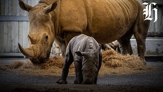 Auckland Zoo welcomes 3-day-old male white rhinoceros calf