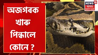 Tezpur News | অজগৰক খাৰু পিন্ধালে কোনে ? তেজপুৰত ওলাইছে খাৰু পিন্ধা এডাল প্ৰকাণ্ড অজগৰ