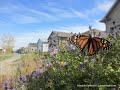 Monarch Gardens, LLC - Prairie up